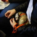 ferret in subway